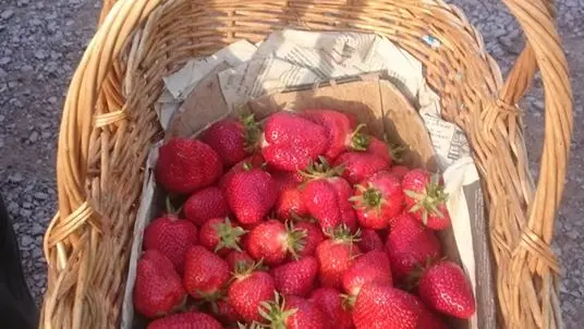 ferme-des-gds-champs1