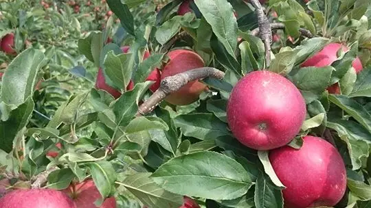 ferme-des-gds-champs2