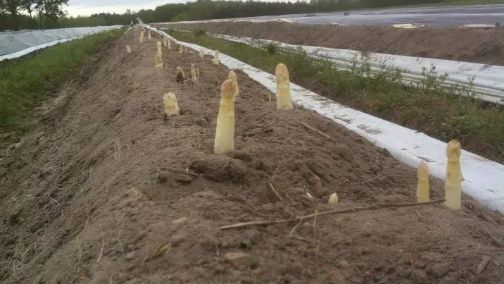 ferme-des-gds-champs3