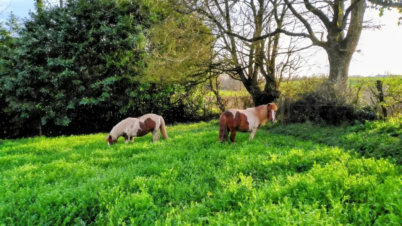 ferme-pédagogique-la-nature-dans-les-prés-saint-hilaire-de-voust-vendée-85-2