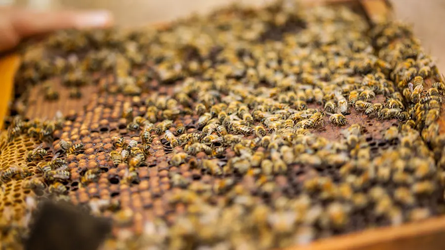 folie-finfarine-poiroux-vendee-musee-abeilles