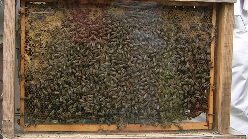 DEG49-miel-d-anjou-3