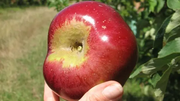 gaec des deux saints