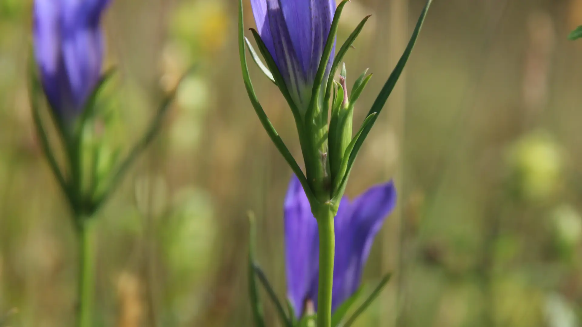 PNAPDL072V502OYT - gentiane pneumonanthe