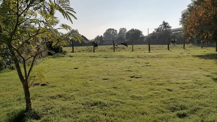 jardin avec vue sur pré