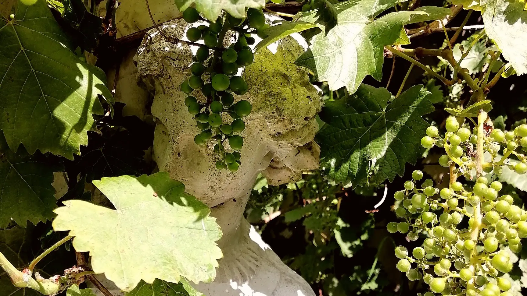 jardin ornemental et aromatique