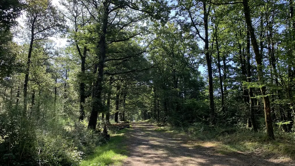l'oree de la foret _ Vouvant