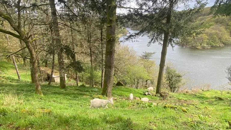 lac et chèvre 2