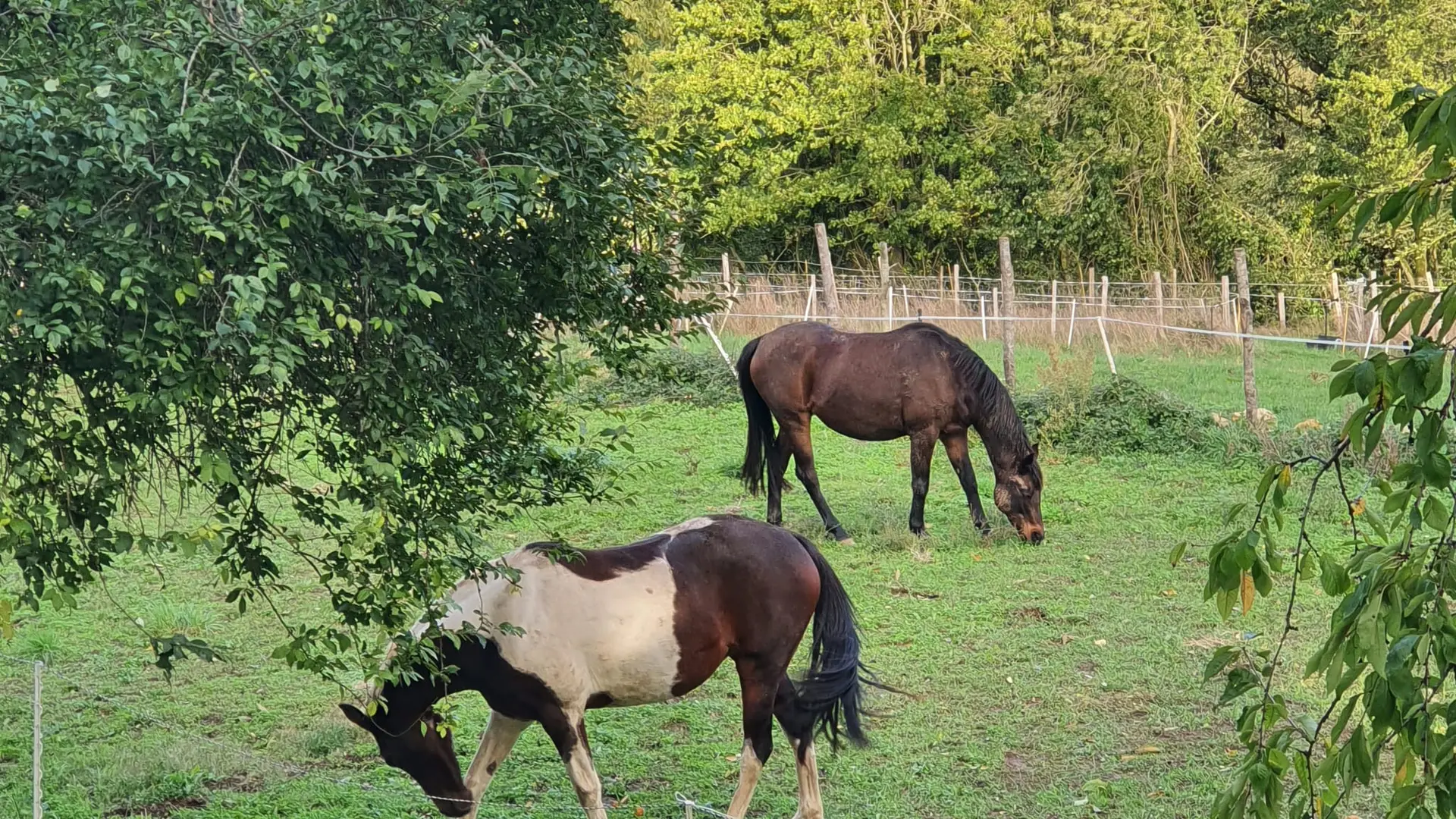 les chevaux - gite le jardin des bosquets 85 auchay-sur-vendée