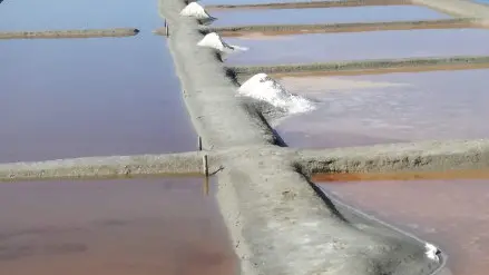 marais-salants-talmont-recolte