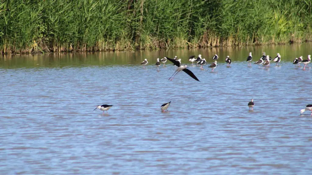 marais-poitevin-oiseau-faune-longeville