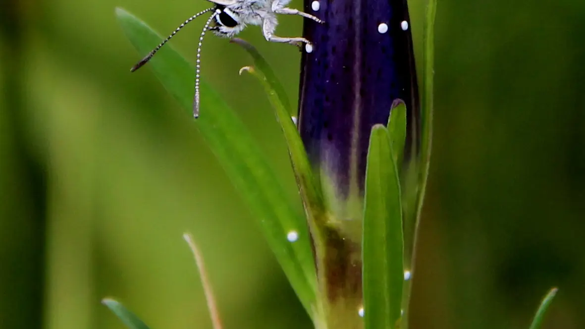 PNAPDL072V502OYT - mauclinea alcon alcon- savigné sous le lude 1