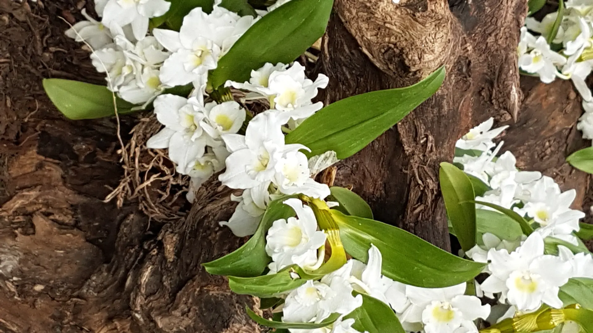 parc floral court d'aron