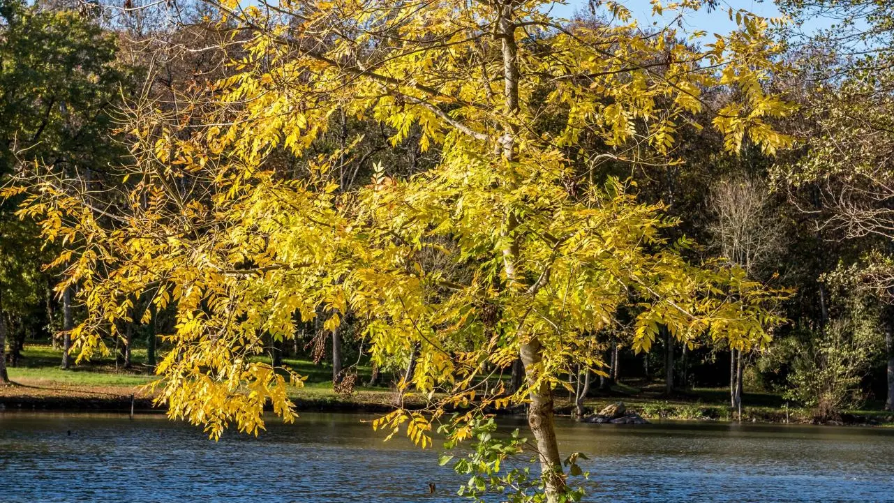 Etang de Courtanvaux