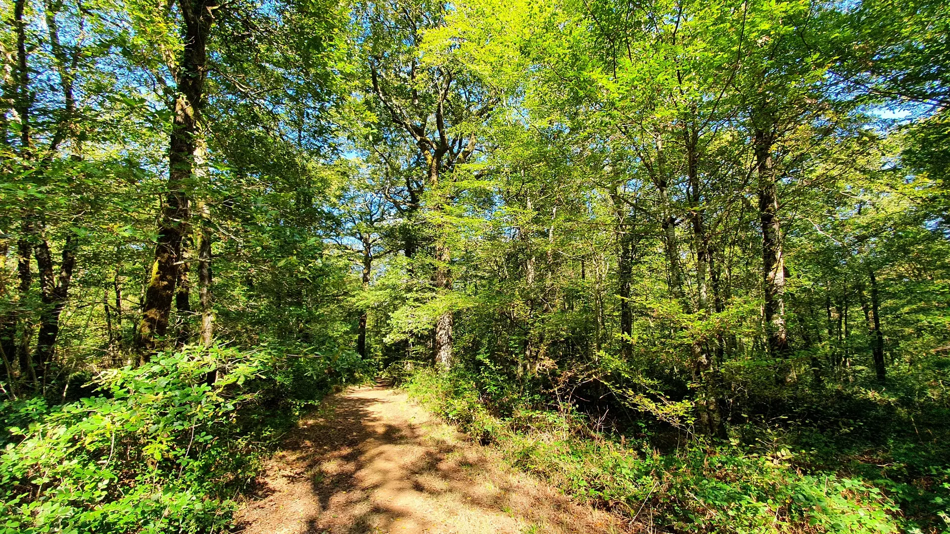 randonnée-la-fontaine-à-l-ermite-l-orbrie-foret-mervent-85200-3