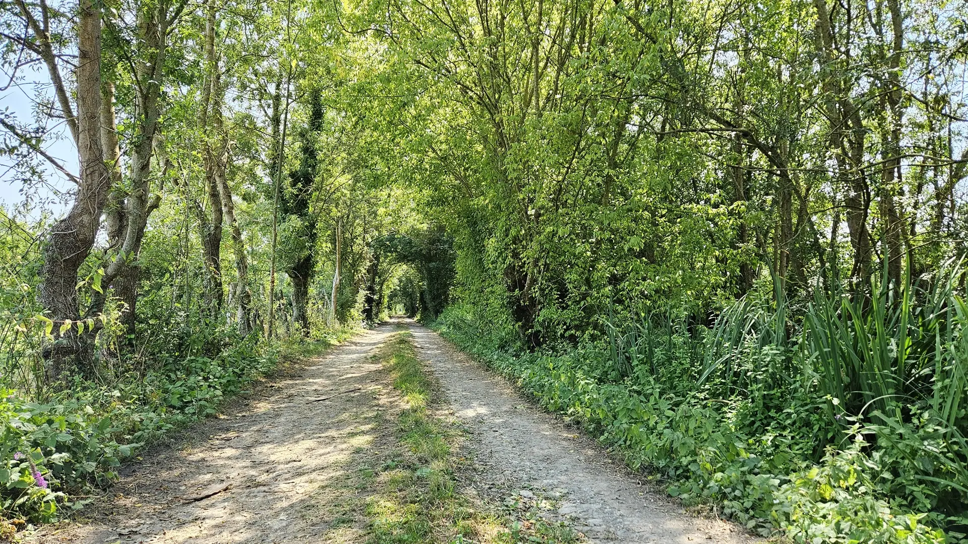 randonnee-pedestre-le-grand-marais-bouille-courdault-vendee-85- (2)