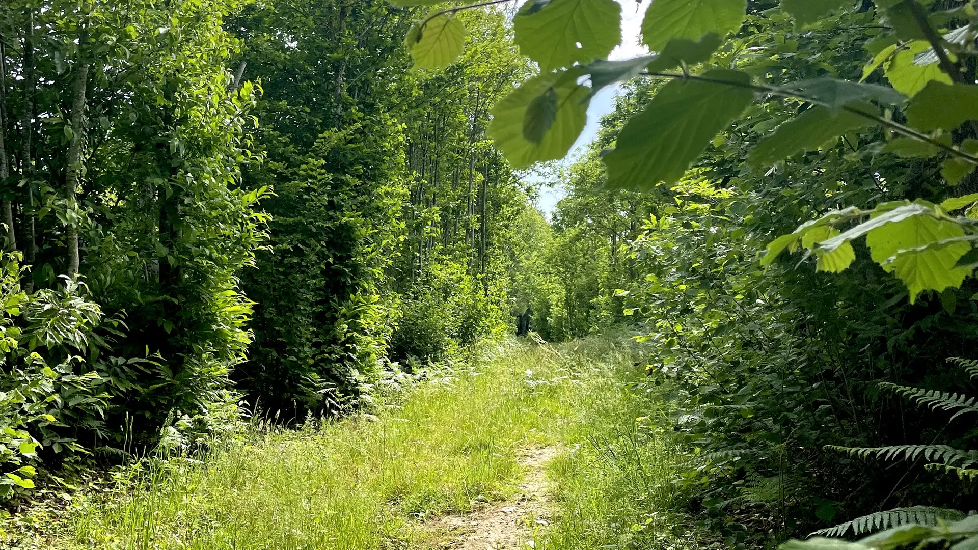 randonnée pédestre les petits gats saint-cyr-des-gats-fontenay-vendee- (5)