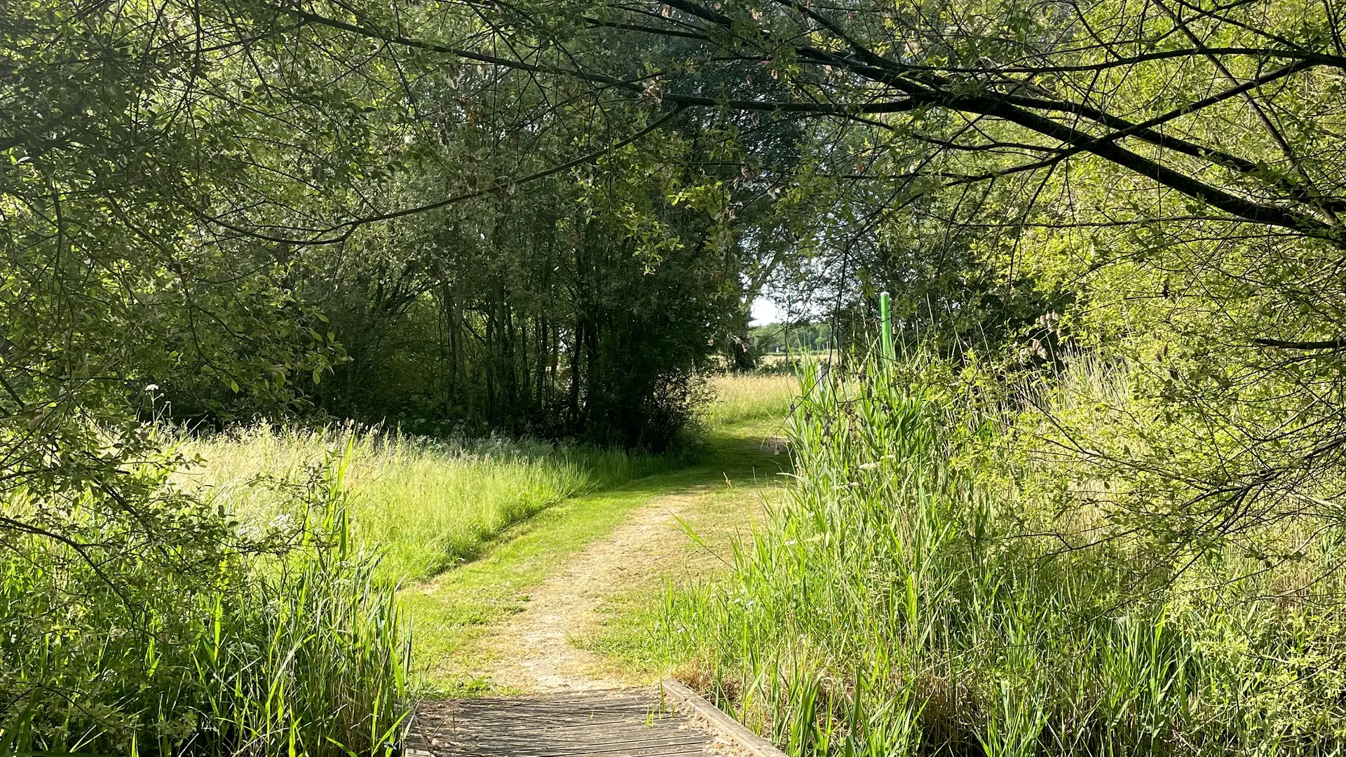 randonnée pédestre les petits gats saint-cyr-des-gats-fontenay-vendee- (3)