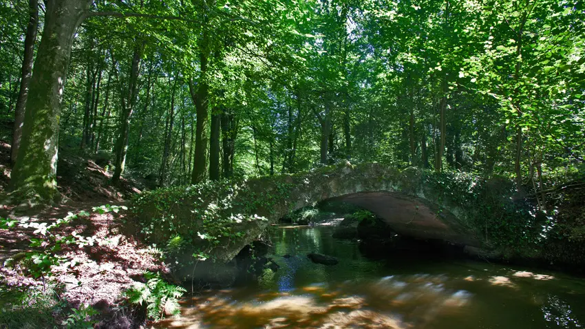 sentier-d-interpretation-arboretum-pontmain-53-iti-cp greboval (5)