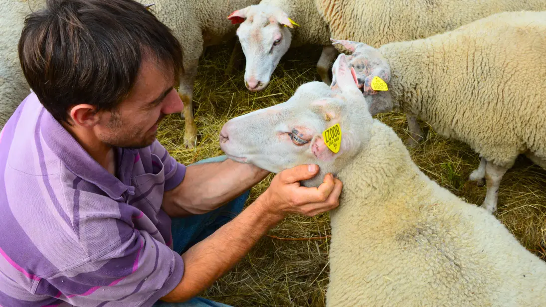 ferme-la-belle-botte-pageas-haute-vienne