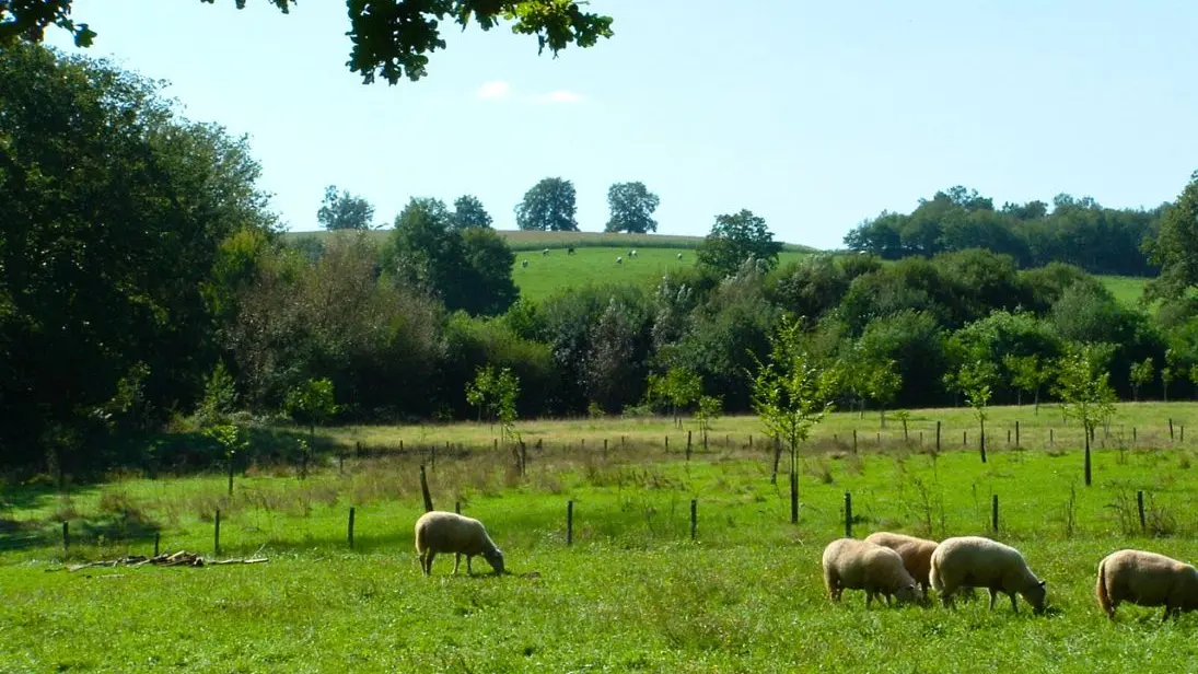 Camping-à-la-ferme-La-Noyeraie