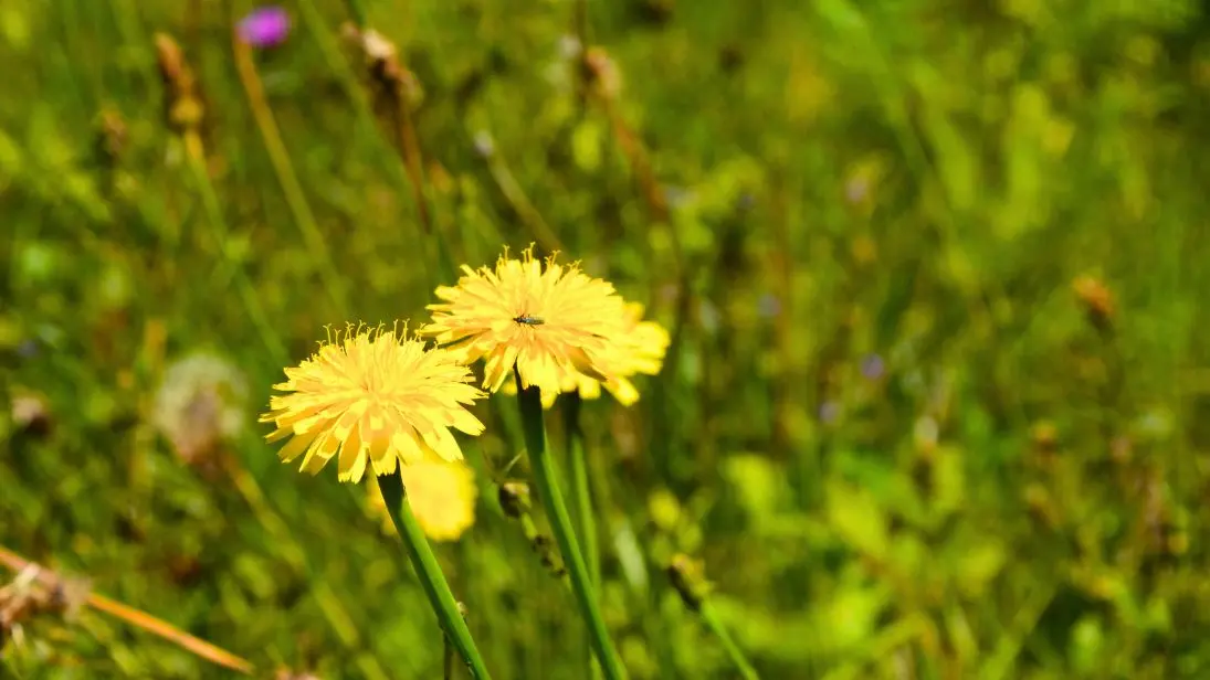 Parcours trail n°8 à Bussière-Galant