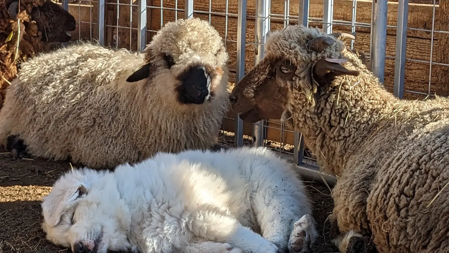 Moutons et Patou