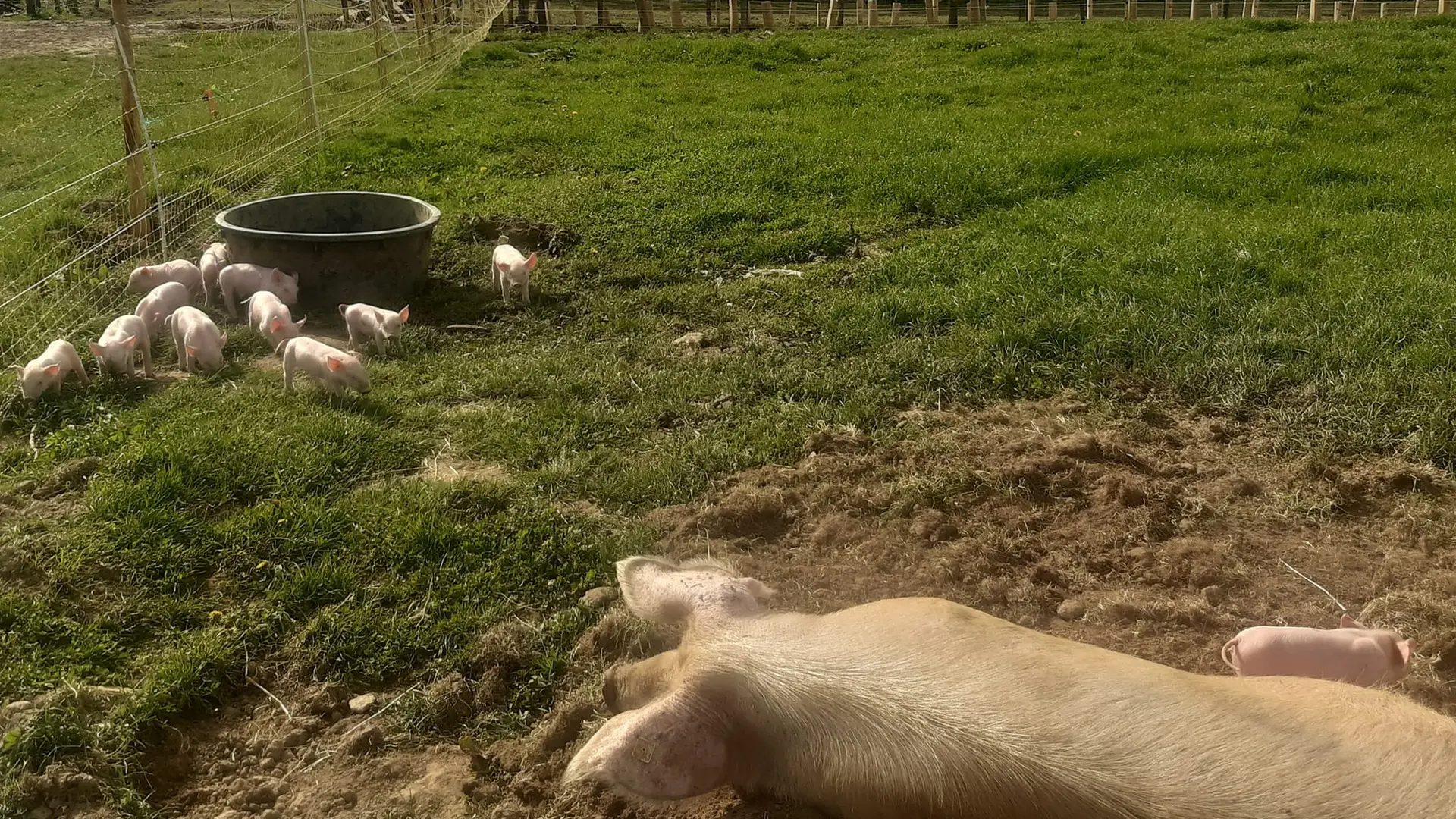Ferme Au pré de mon arbre - Saint-Priest-Ligoure