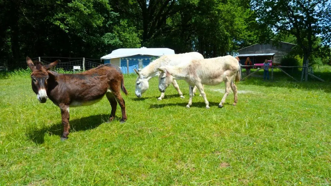 Camping-à-la-ferme-La-Noyeraie