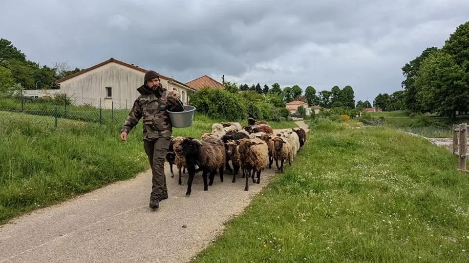 Moutons et fermier