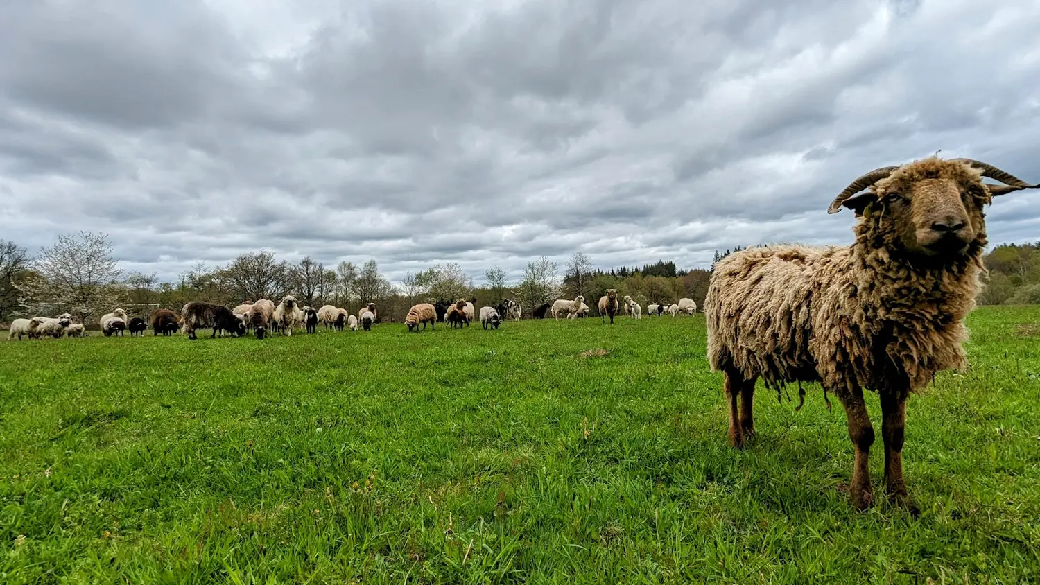 Moutons