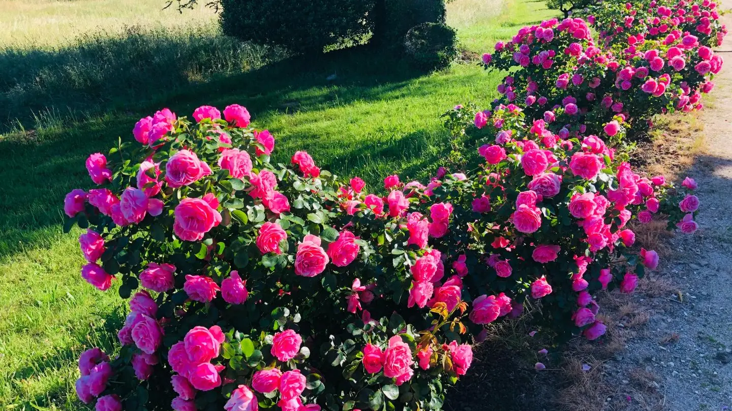 L'orangerie du Vignau, Domaine du Vignau, gîte à La Jonchère Saint Maurice, les fleurs du parc_7