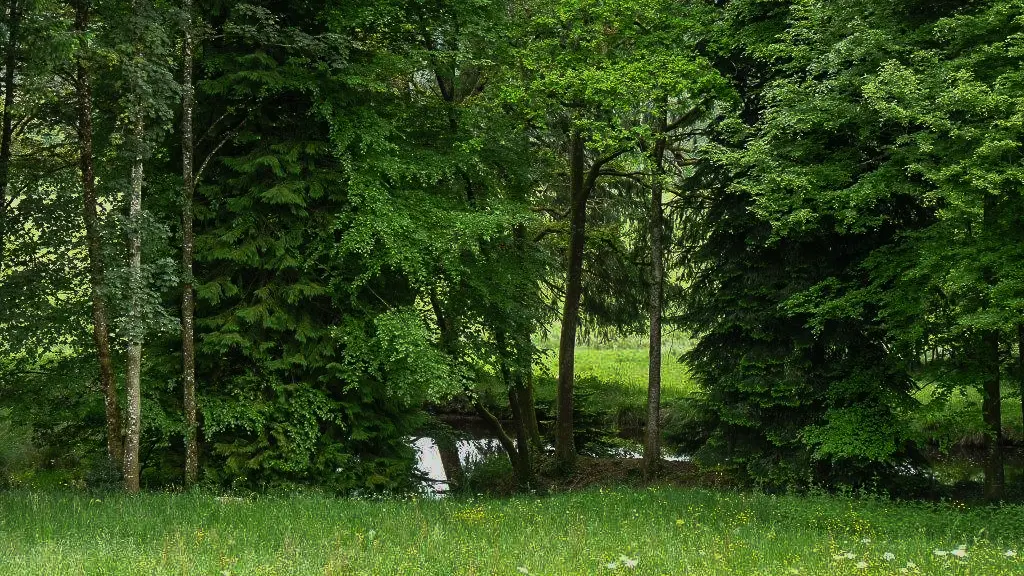 La rivière anglaise au bas du parc_45