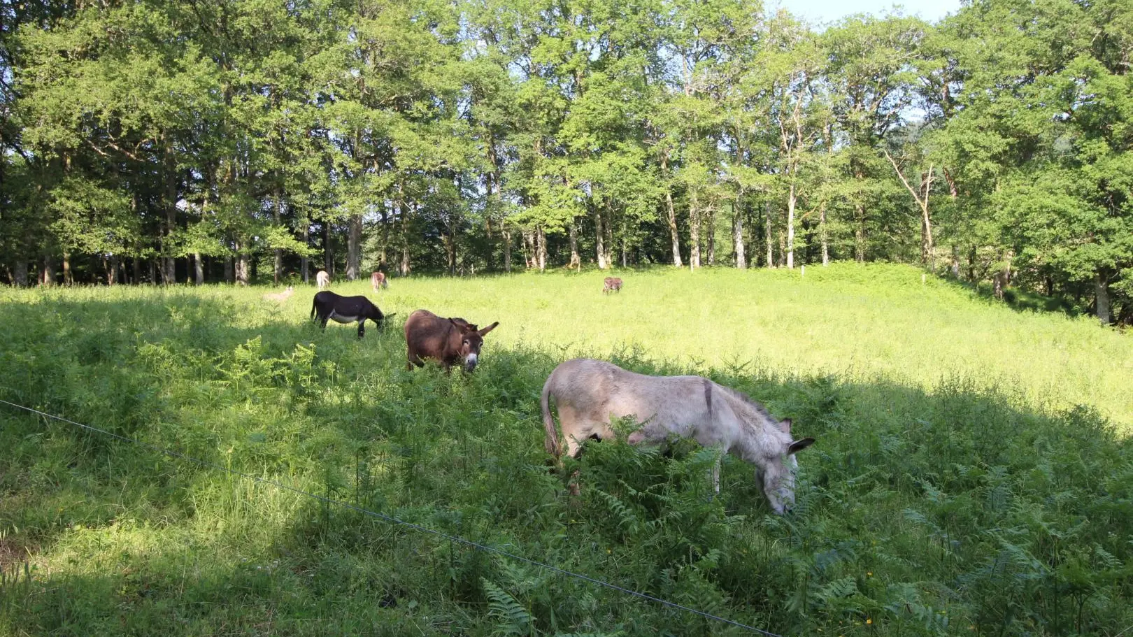 Les ânes de Vassivière - balades _26