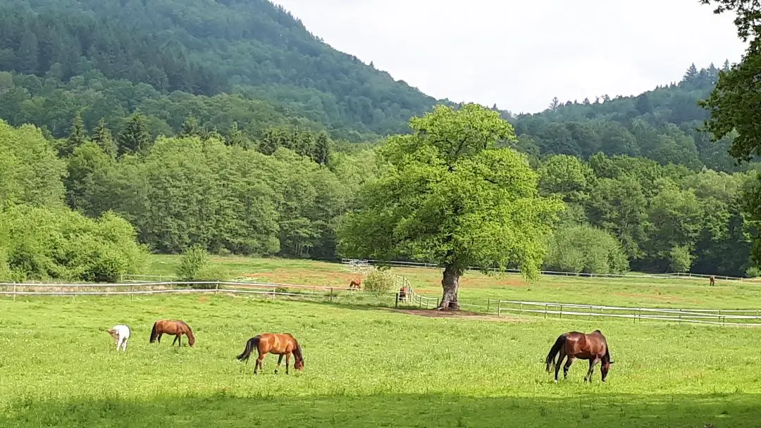 Magnifique vue sur les chevaux, la forêt et les montagnes. Propriété de 17 hectares_4