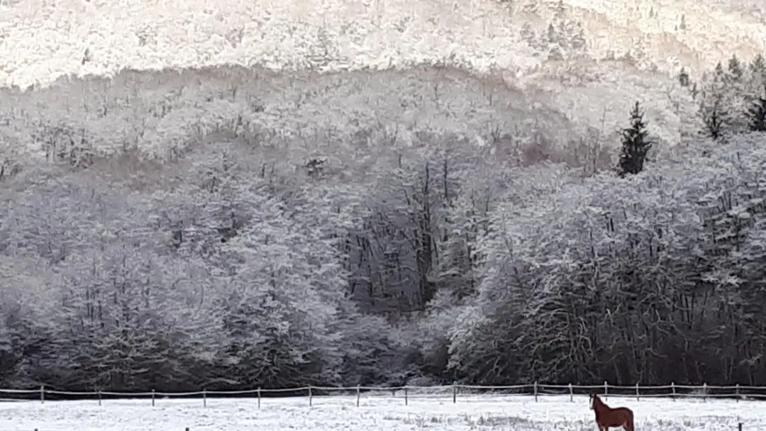 Vue magnifique sous la neige. Les montagnes, la forêt et les chevaux_33