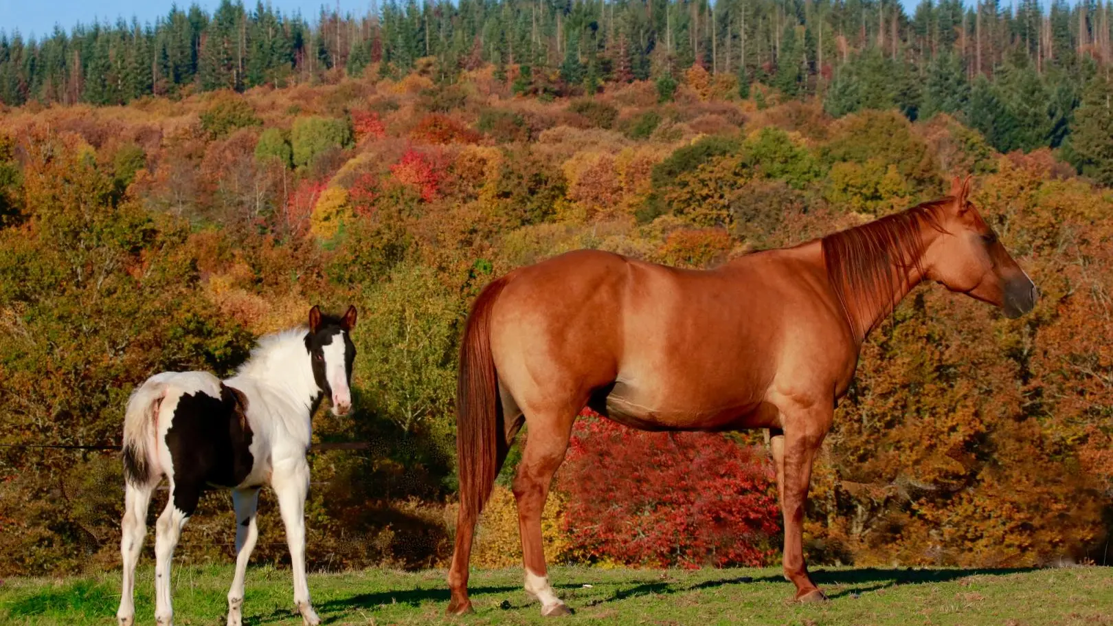 Open Range, gîte à Château-Chervix en Haute-Vienne (Limousin)_28