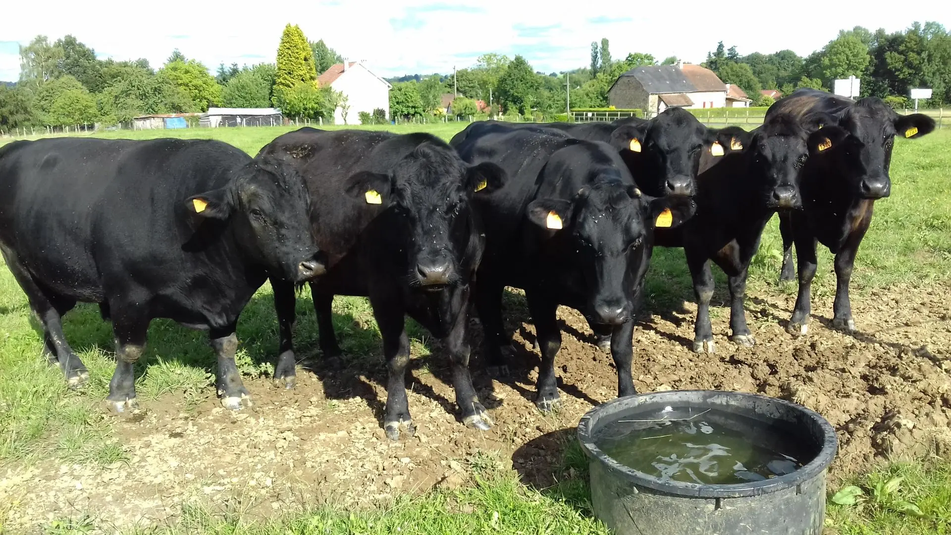 Les animaux de la ferme 
Un troupeau de 