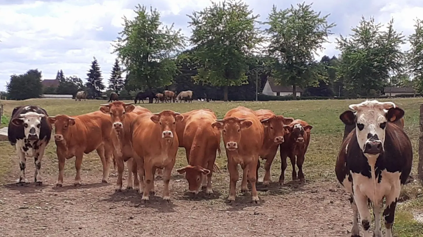 LES 2 NORMANDES DE LA FERME ET LES GENISSES LIMOUSINES_46