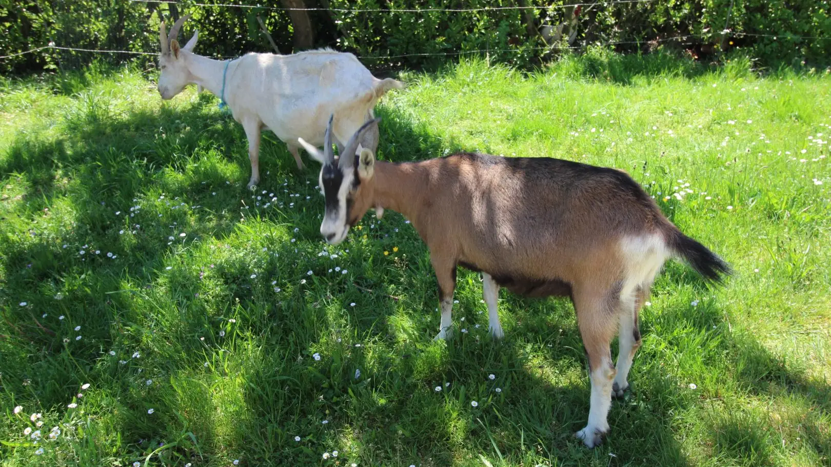 Chez Germaine, gîte à Salas sur la commune de La Chapelle Montbrandeix en Haute-Vienne - Biquette mère et Biquette fille_21