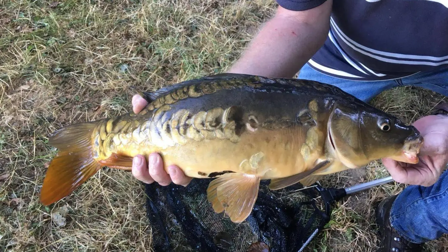 Le hameau de Maridèle à Cussac en Haute-Vienne, poisson de l'étang_23