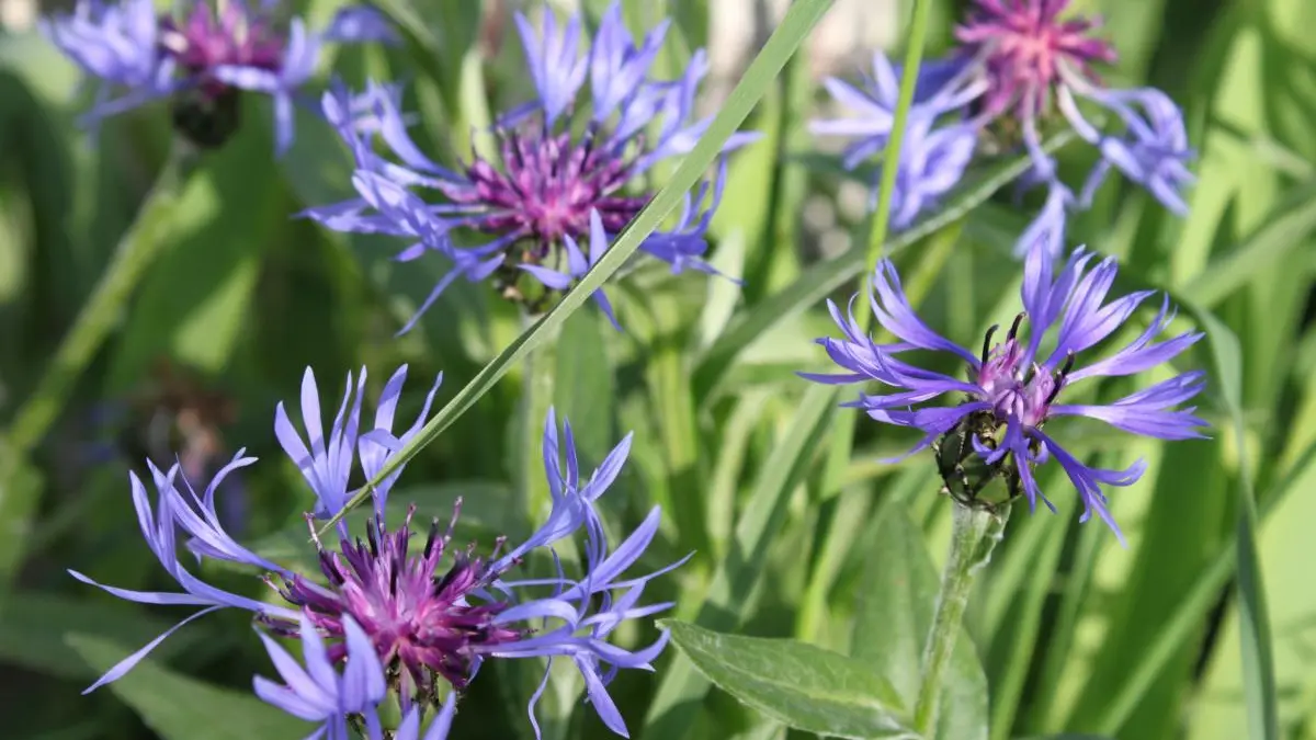 Profitez du jardin et de ses nombreuses fleurs..._40