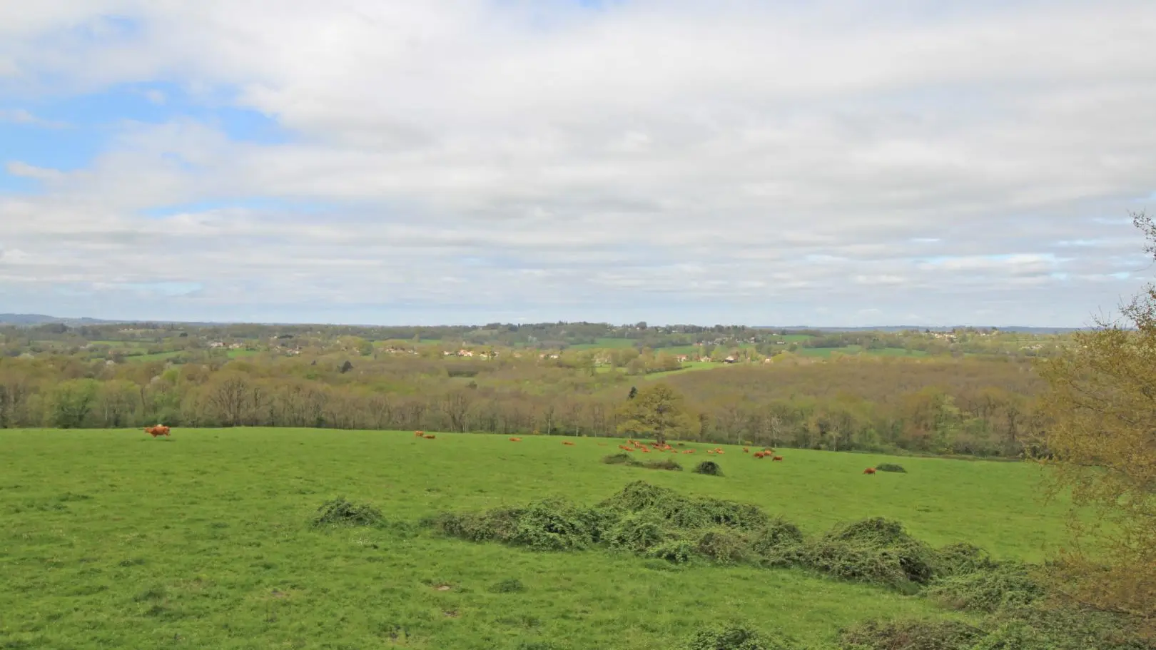 Gite des Hauts de Bosmie, commune de Bosmie L'Aiguille en Limousin - vue prairie_26