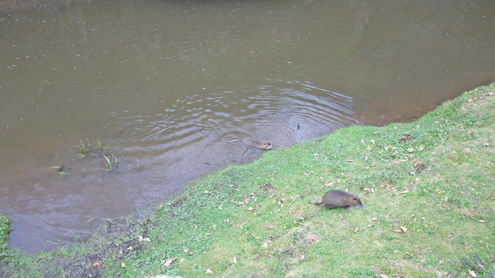 Gîte Le Rabaud à Saint Gence en Haute-Vienne (Nouvelle-Aquitaine) - les habitants de la rivière_38