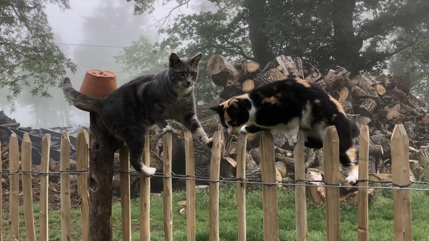 La Maison de Claire à Saint Ouen sur Gartempe en Haute-Vienne (Nouvelle Aquitaine), les chats Perle et Poupy_57