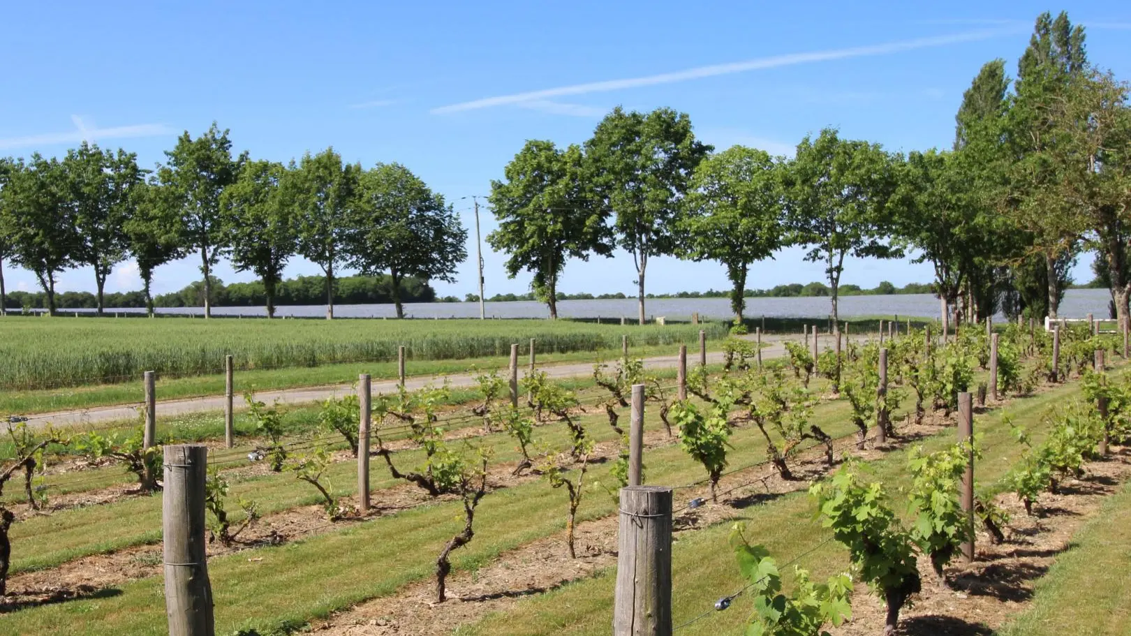 Ferme de Rouffignac à Blanzac en Haute-Vienne - des vignes à Blanzac !_34