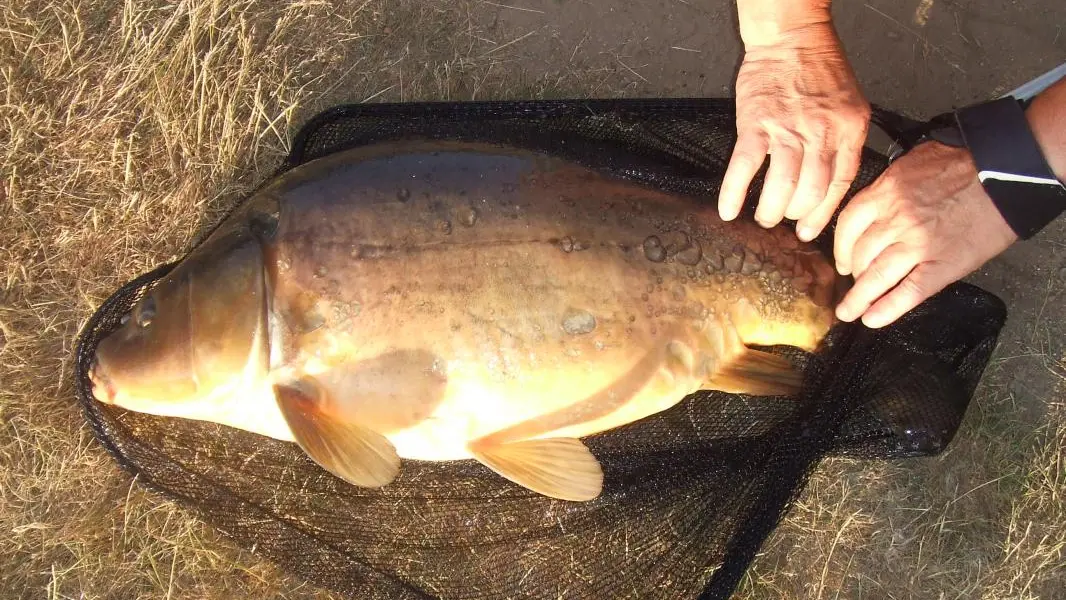 Gîte de Chasseneuil en Haute-Vienne (Limousin en Nouvelle Aquitaine) - Belle prise (12kg) d'un carpiste Nantais en Juillet 2013 à l'étang Rocher_17