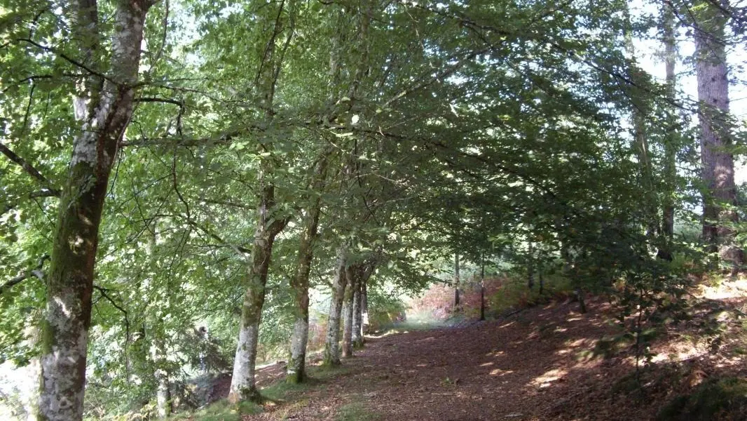 Promenade - Gîte de Chasseneuil à Saint Symphorien sur Couze en Haute-Vienne (Limousin en Nouvelle Aquitaine)_19