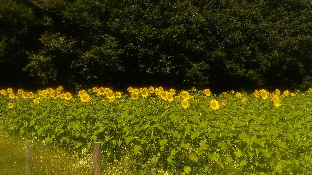 la-ferme-bio-de-marie-les-cars-haute-vienne