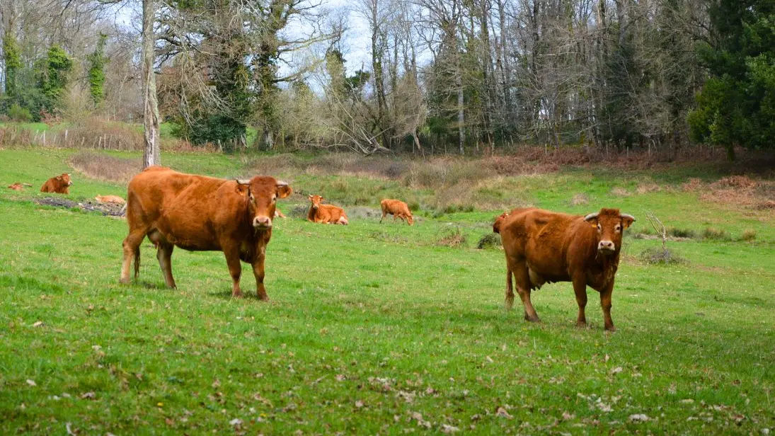 Circuit du Dolmen de la Goupillère